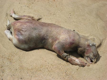 Montauk Monster